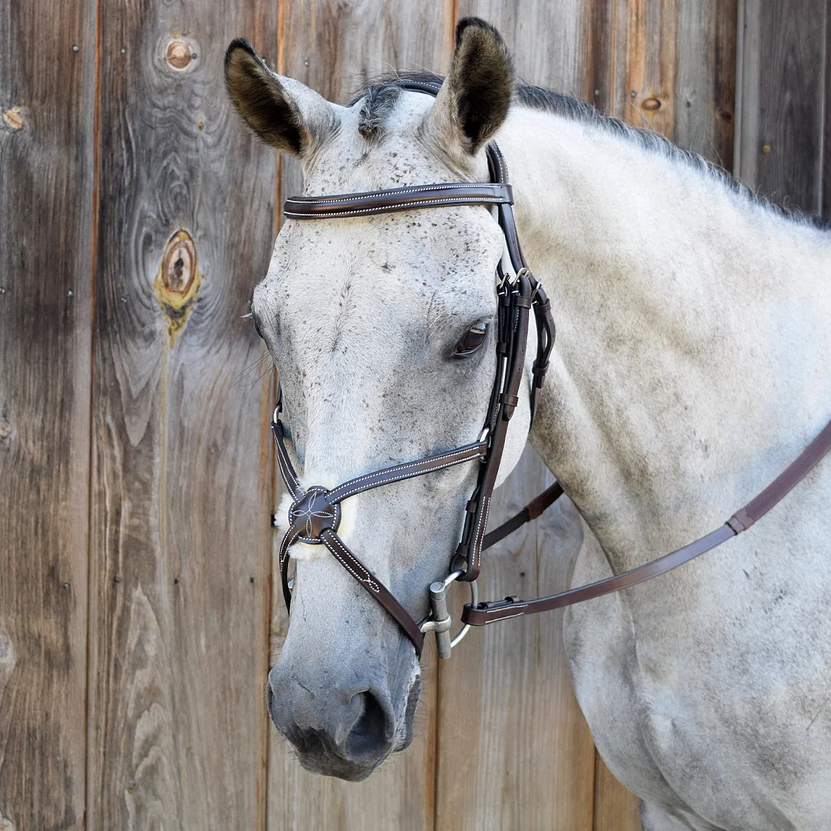 Black Oak by KL Select Cedar Eventing Bridle